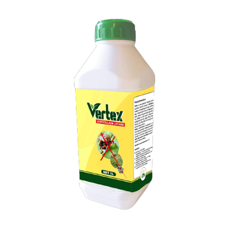 vertex